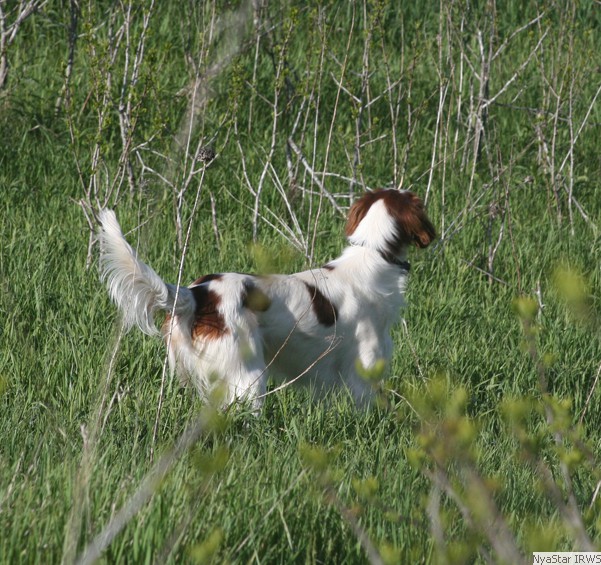 Apollo