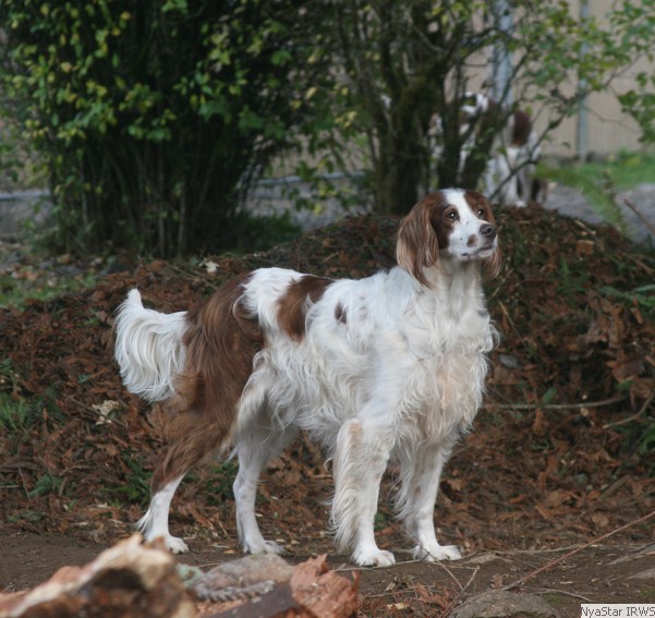 Irish Red and White Setter: Arin with Heart Litter