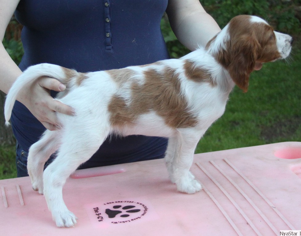 Irish Red & White Setter Puppy