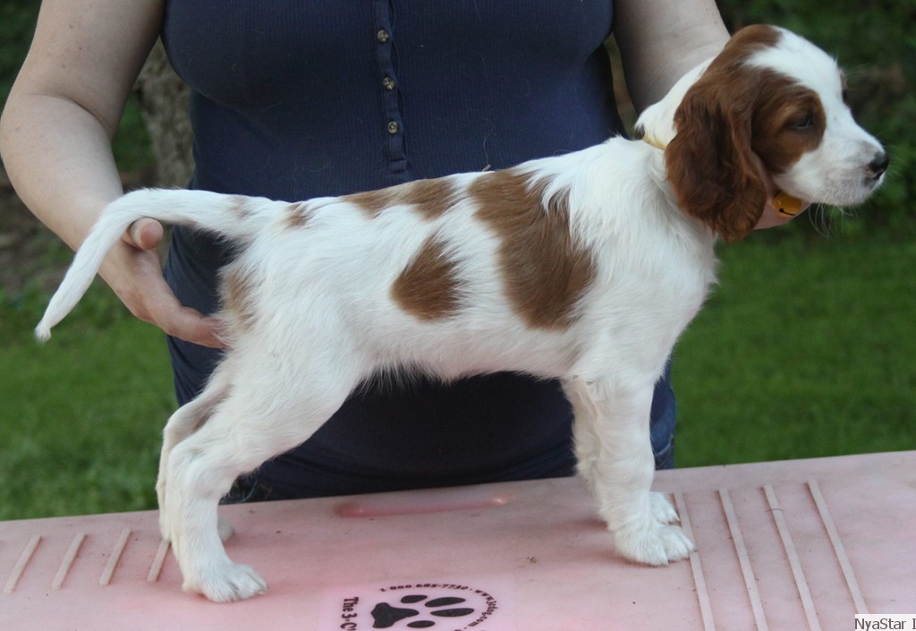 Irish Red & White Setter Puppy