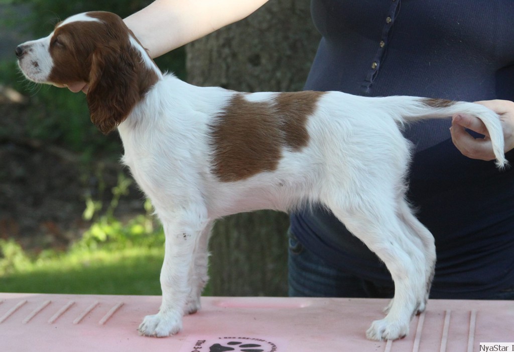 Irish Red & White Setter Puppy