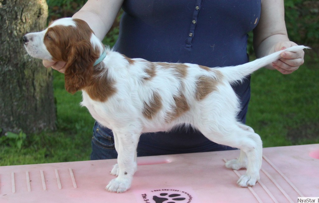 Irish Red & White Setter Puppy