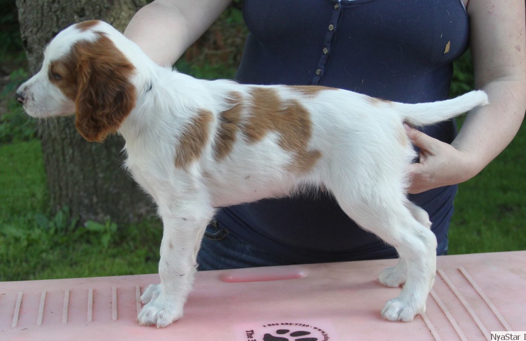 Irish Red & White Setter Puppy
