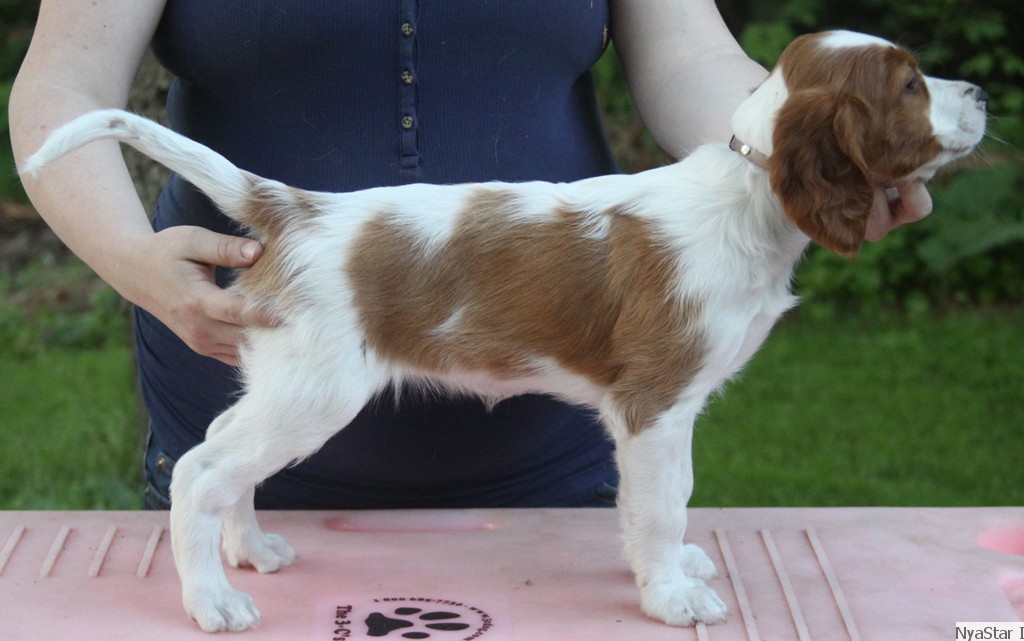Irish Red & White Setter Puppy