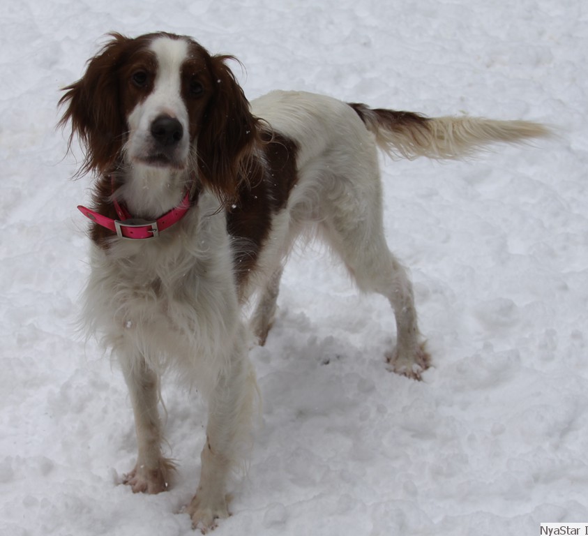 Envy, Irish Red & White Setter