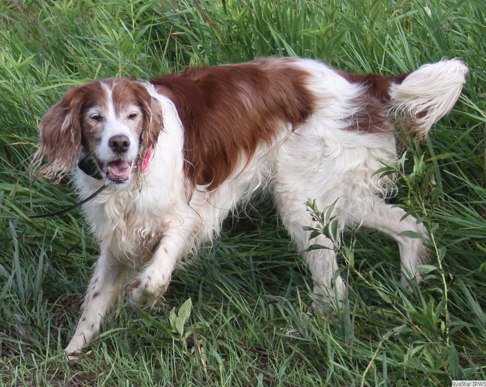 Irish Red and White Setter: Arin on point