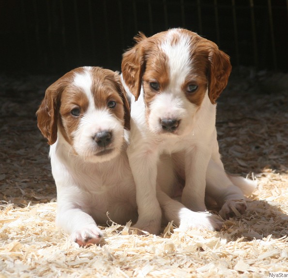 Puppies