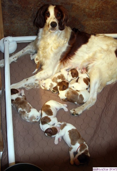 Irish Red and White Setter: Arin with Heart Litter