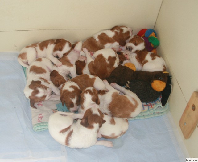 Setter Puppies