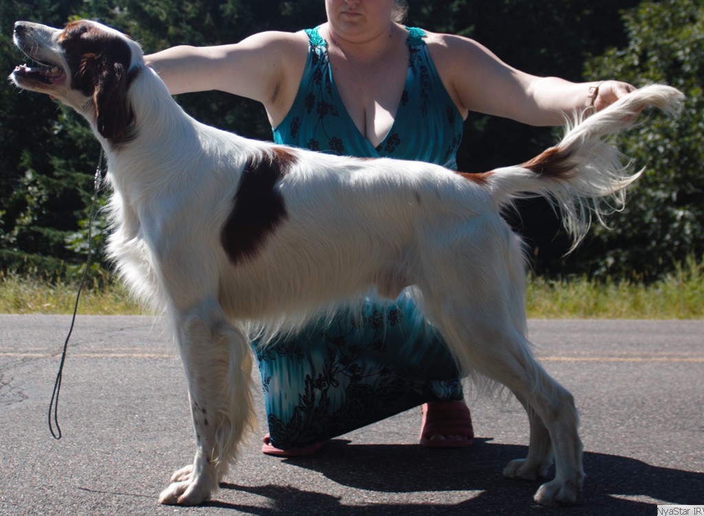 Zuma, Irish Red & White Setter