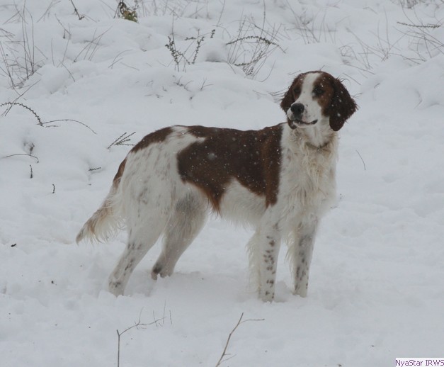 Irish Red and White Setter: Arin on point