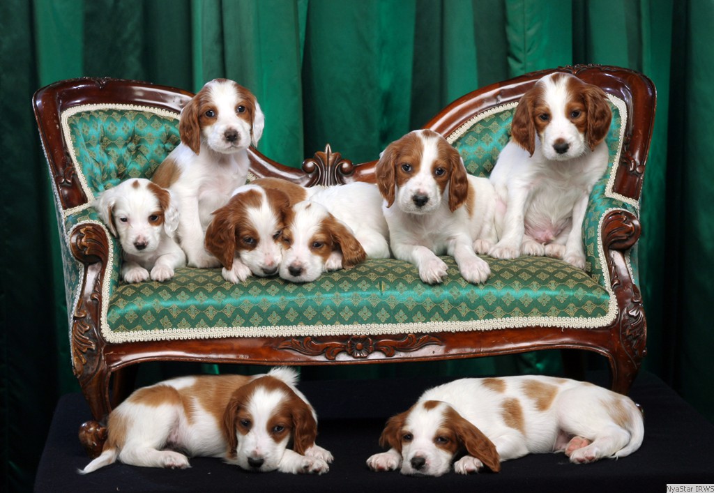 NyaStar IRWS: Breeder Irish Red White Setters