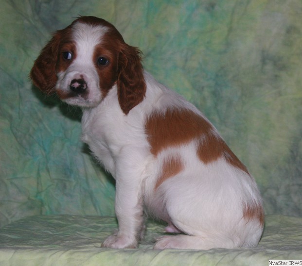 Irish Red & White Setter Puppy