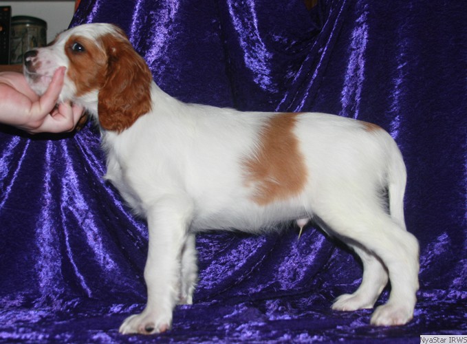 Irish Red & White Setter Puppy
