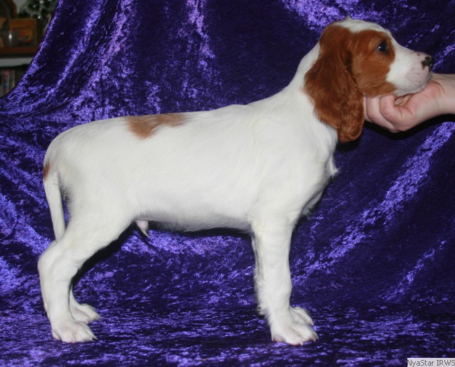 Irish Red & White Setter Puppy