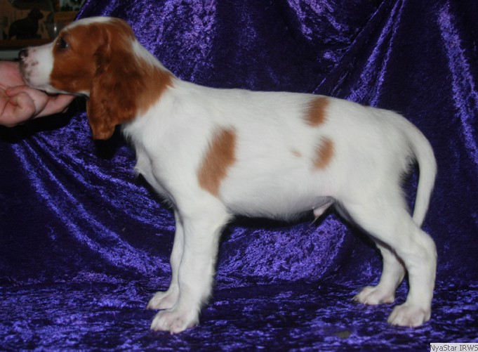 Irish Red & White Setter Puppy