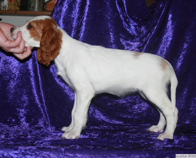 Irish Red & White Setter Puppy