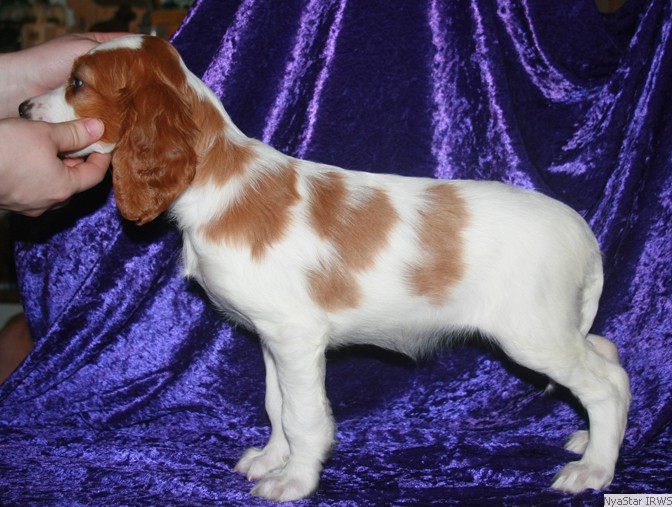 Irish Red & White Setter Puppy