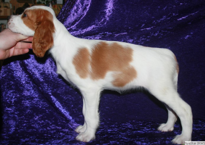 Irish Red & White Setter Puppy