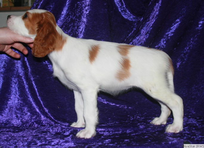 Irish Red & White Setter Puppy