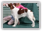 CH RedBranch Radiant Sunset at NyaStar aka Aoife at 23 months