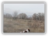 Irish Red and White Setter: CH RedBranch Radiant Sunset at NyaStar