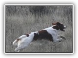 Irish Red and White Setter: CH RedBranch Radiant Sunset at NyaStar