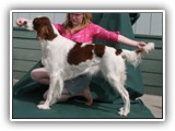 CH RedBranch Radiant Sunset at NyaStar aka Aoife at 23 months