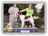 Irish Red and White Setter: CH RedBranch Radiant Sunset at NyaStar