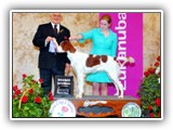 Irish Red and White Setter: CH RedBranch Radiant Sunset at NyaStar