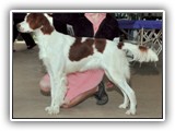 Irish Red and White Setter: CH RedBranch Radiant Sunset at NyaStar