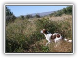 Irish Red and White Setter: CH RedBranch Radiant Sunset at NyaStar