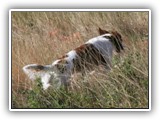 Irish Red and White Setter: CH RedBranch Radiant Sunset at NyaStar