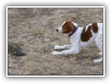 Irish Red and White Setter: CH RedBranch Radiant Sunset at NyaStar
