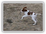 Irish Red and White Setter: CH RedBranch Radiant Sunset at NyaStar