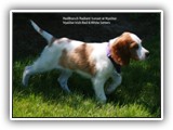 Irish Red and White Setter: CH RedBranch Radiant Sunset at NyaStar
