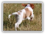 Irish Red and White Setter: CH RedBranch Radiant Sunset at NyaStar