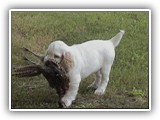 Clumber Spaniel: CH Bluemoon's Return to Me CGC