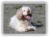 Clumber Spaniel: CH Bluemoon's Return to Me CGC