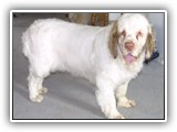 Clumber Spaniel: CH Bluemoon's Return to Me CGC