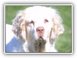 Clumber Spaniel: CH Bluemoon's Return to Me CGC