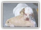 Clumber Spaniel: CH Bluemoon's Return to Me CGC