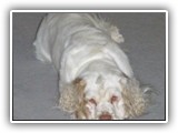 Clumber Spaniel: CH Bluemoon's Return to Me CGC
