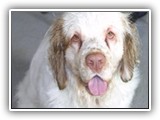 Clumber Spaniel: CH Bluemoon's Return to Me CGC