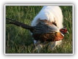 Clumber Spaniel: CH Bluemoon's Return to Me CGC
