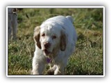 Clumber Spaniel: CH Bluemoon's Return to Me CGC