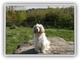 Clumber Spaniel: CH Bluemoon's Return to Me CGC