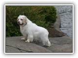 Clumber Spaniel: CH Bluemoon's Return to Me CGC