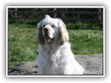 Clumber Spaniel: CH Bluemoon's Return to Me CGC