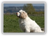 Clumber Spaniel: CH Bluemoon's Return to Me CGC